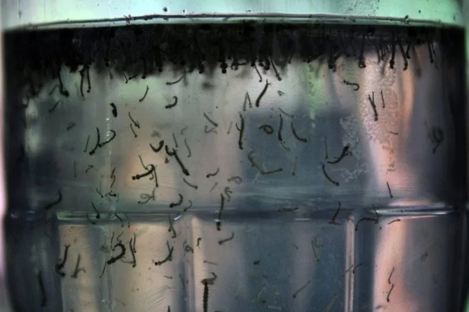 Vacina da dengue do Butantan: o que fazer se você tomou o imunizante