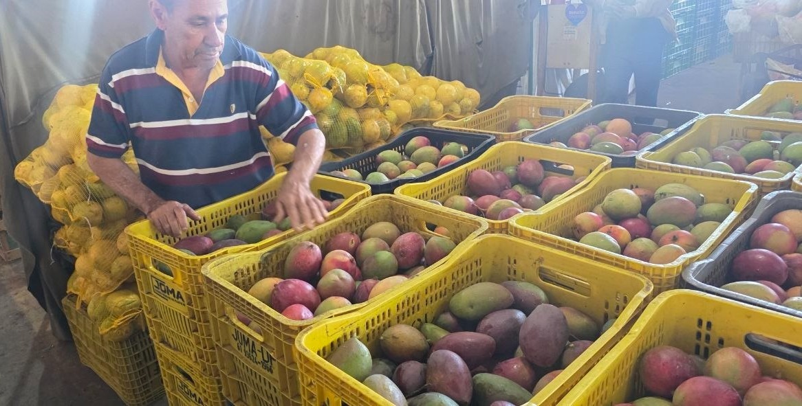 Feira do Produtor de Ceilândia entra no clima junino; lojas e bancas oferecem promoções e ampla variedade de produtos para as festas de São João