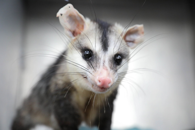 DF orienta população sobre como agir ao encontrar animais silvestres em áreas urbanas