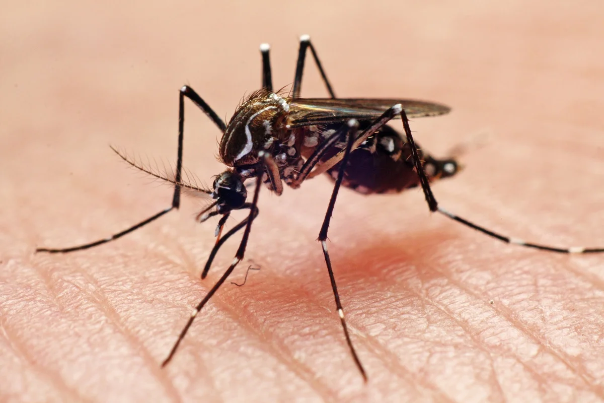 Anvisa autoriza empresa a produzir mosquitos com bactéria que ajuda no combate à dengue
