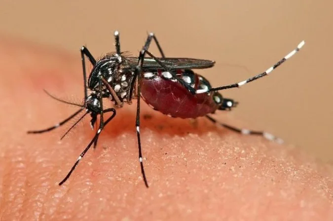 Pela primeira vez, Aedes aegypti consegue se reproduzir em Londres