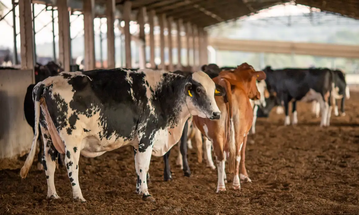União Europeia suspende importação de carnes do Brasil; entenda os impactos