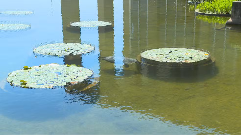 Tartaruga nadando no espelho d’água do Palácio do Itamaraty, em Brasília.