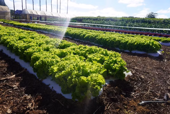 Plantação agrícola no Distrito Federal, imagem utilizada para ilustrar a seleção de produtores rurais para o catálogo de turismo rural da Emater-DF.